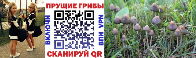 Псилоцибиновые грибы Psilocybe  Поворино 